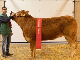 kat266 – Søgaard – bedste yngre kvie – fra Simon Kusk, Thisted