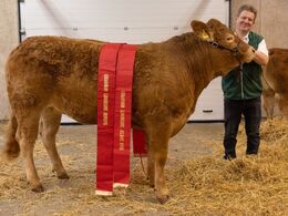 kat271 – Birkely Soffi – bedste ældre kvie, bedste hundyr, bedste limousine – fra Søren Grunnet, Billund