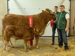kat275 – Lynge Puk – bedste ko under 3 år – fra Lene og Per Lynge Laursen, Arden