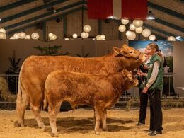 kat279 – Grunnet Orakel – bedste ko 3-5 år – fra Eg’s Limousine, Karby