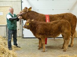 kat282 – Lindegården Kitty – bedste ko over 5 år – fra A. P. Kragh Madsen, Randers