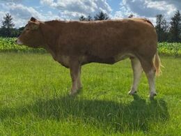 Risvang Saga – fra Bent Svenning Jessen, Brørup