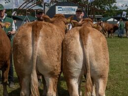 Bedste par – fra Bent Svenning Jessen, Brørup