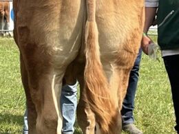 Kloster Tricolore – fra Fam. Kloster, Langå