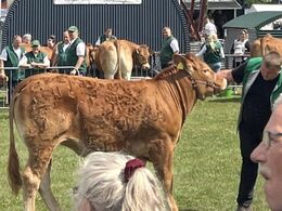 Kloster Thalia – bedste yngre kvie – fra Fam. Kloster, Langå