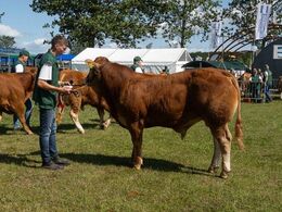 Ingersminde Tempo – fra Per Lynge Laursen, Arden