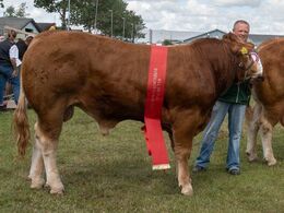 Bøgely Tommy – bedste yngre tyr – fra Karsten Sølvhøj, Hedensted