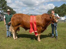 Skovlund Ryan - bedste ældre tyr, bedste handyr – fra Søren Paulsen, Toftlund
