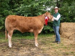 Skovlund Tea P – fra Søren Paulsen, Toftlund