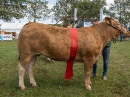 Birkely Soffi – bedste ældre kvie – fra Søren Grunnet, Billund