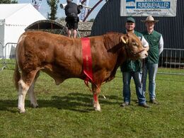 02 – kat1642 – Skovlund Ursus – bedste yngre tyr – fra Skovlund Limousine, Søren Paulsen, Toftlund