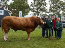 04 – kat1651 – Østergaard Paco – bedste ældre tyr, bedste handyr – fra Jakob Sandholm Hansen, Holbæk