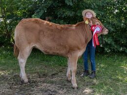 05 – kat1652 – Gulleruplunds Valence – fra Gulleruplund Limousine, Nykøbing M