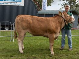 09 – kat1684 – Birkely Union – bedste yngre kvie – fra Jakob Ravn, Thorsø