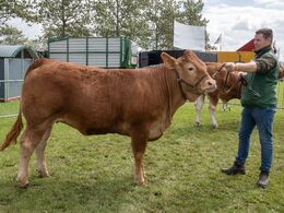 10 – kat1689 – Skovlyst Taylor – fra Mathias Nymann Olsen, Aarhus