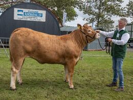 11 – kat1699 – Gulleruplunds Toffee – fra Gulleruplund Limousine, Nykøbing M