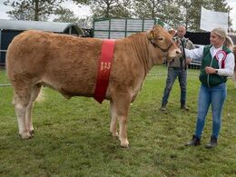 12 – kat1700 – Kærsgaards Tulle – bedste ældre kvie – fra Kærsgaard Limousine, Jesper Kragelund, Suldrup – kvien, ført af Mille Kragelund, deltog og vandt desuden præmie i All Breed Ungdomsshow
