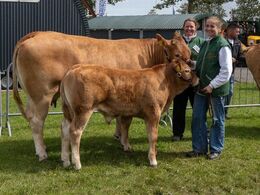 13 – kat1708 – Eg’s Schila – bedste ko under 3 år – fra Hanne Eg Østergaard, Karby