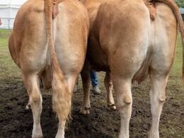 19 – katxxxx – 3. bedste besætningsgruppe – fra Skovlund Limousine, Søren Paulsen, Toftlund