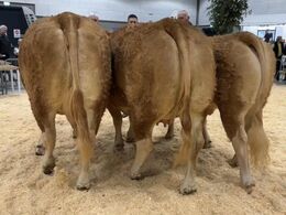 Familiegruppe fra Kærsgaard Limousine