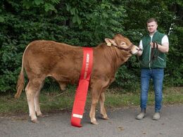 kat1575 – Krogens Samson ET - bedste køddyr – fra Michelle Høyer & Simon Schmidt, Ferritslev Fyn