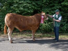 kat1577 – Sundsig Storm – fra Østermarkens Limousine, Bredebro