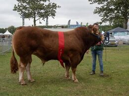kat1583 – Skovlyst Ohio – bedste ældre tyr, bedste handyr – fra Mathias Nymann Olsen, Haarby