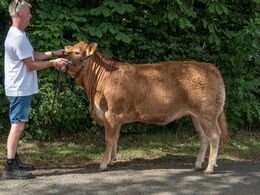 kat1601 – Gulleruplund Sunshine – fra Jens Kjærsgaard Josefsen, Nykøbing M