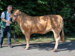 kat1612 – Birkely Soffi – fra Søren Grunnet, Billund