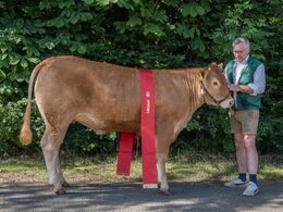 kat1618 – Birkely Renæssance – bedste ældre kvie – fra Jakob Ravn, Thorsø