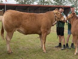 kat1625 – Bøgely Ronja – fra Tommy Jessing, Brørup