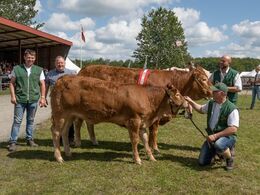 kat1628 – Sdr.Skovs.Pauline – bedste ko 3-5 år, bedste hundyr, bedste limousine og interbreedvinder – fra Mathias Nymann Olsen, Haarby