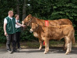kat1638 – Ingersminde Pauline – bedste ko under 3 år – fra Lars Søndergaard Sørensen, Brovst