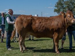 kat1644 – Birkely Lupin – bedste ko over 5 år – fra Mathias Nymann Olsen, Haarby