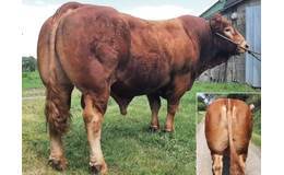 Jezz P MN RRE - Premiumsæd