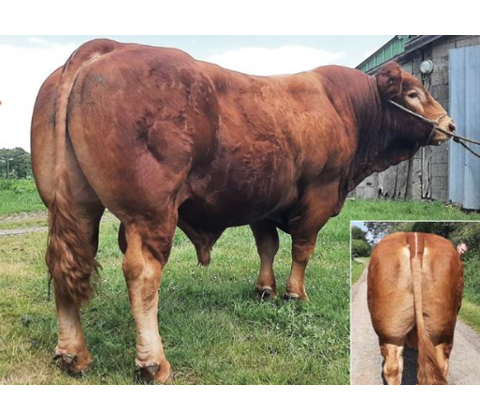 Jezz P MN RRE - Premiumsæd