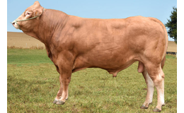 Nesono PP RR JB - Produktionssæd