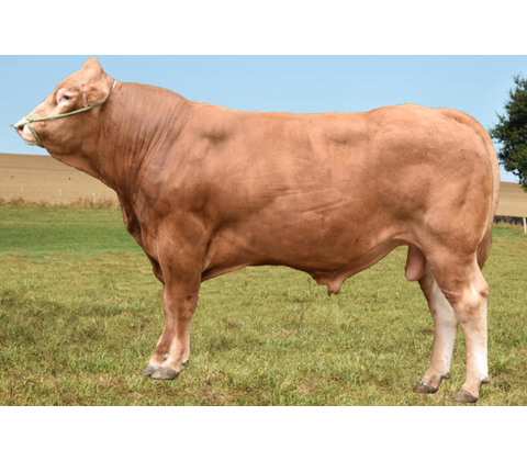 Nesono PP RR JB - Produktionssæd