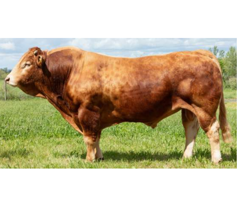 Oniwer alm. sæd - Premiumsæd 