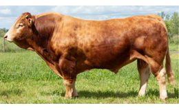 Oniwer alm. sæd - Premiumsæd 