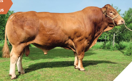 Paysan MN RRE VS - Premiumsæd