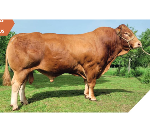 Paysan MN RRE VS - Premiumsæd