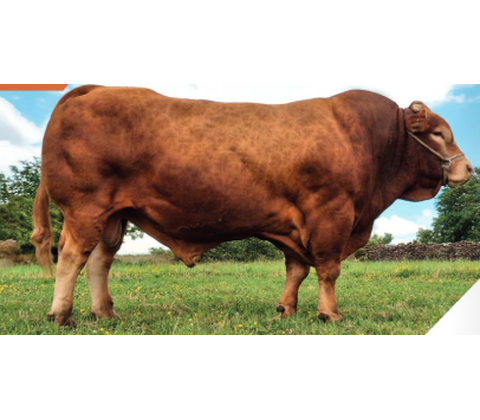 Petrol MN RRE VS - Premiumsæd