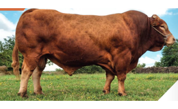 Petrol MN RRE VS - Premiumsæd