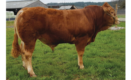 Piano P MN RRE - Premiumsæd