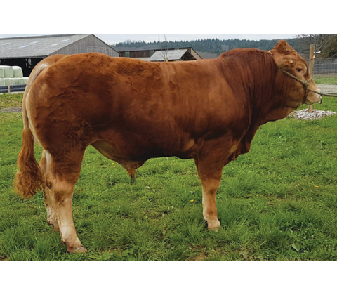 Piano P MN RRE - Premiumsæd