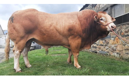 Ponant MN RRE - Premiumsæd