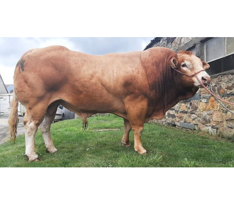 Ponant MN RRE - Premiumsæd