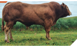 Recor PP MN RR VS - Premiumsæd