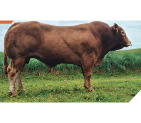 Recor PP MN RR VS - Premiumsæd